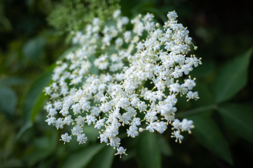 Elderberry