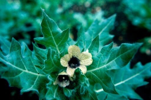 Black henbane